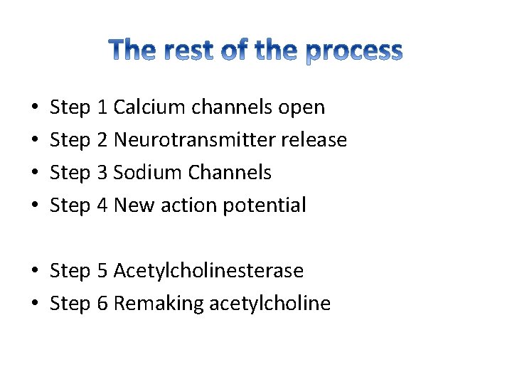  • • Step 1 Calcium channels open Step 2 Neurotransmitter release Step 3