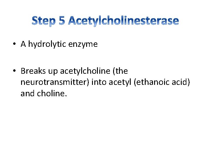  • A hydrolytic enzyme • Breaks up acetylcholine (the neurotransmitter) into acetyl (ethanoic