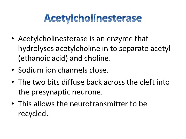  • Acetylcholinesterase is an enzyme that hydrolyses acetylcholine in to separate acetyl (ethanoic