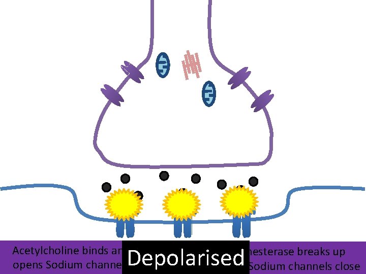 Depolarised Acetylcholine binds and opens Sodium channels Acetylcholinesterase breaks up acetylcholine. Sodium channels close