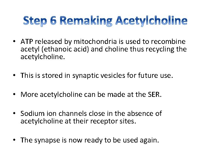  • ATP released by mitochondria is used to recombine acetyl (ethanoic acid) and