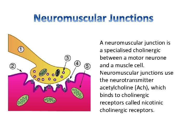 A neuromuscular junction is a specialised cholinergic between a motor neurone and a muscle