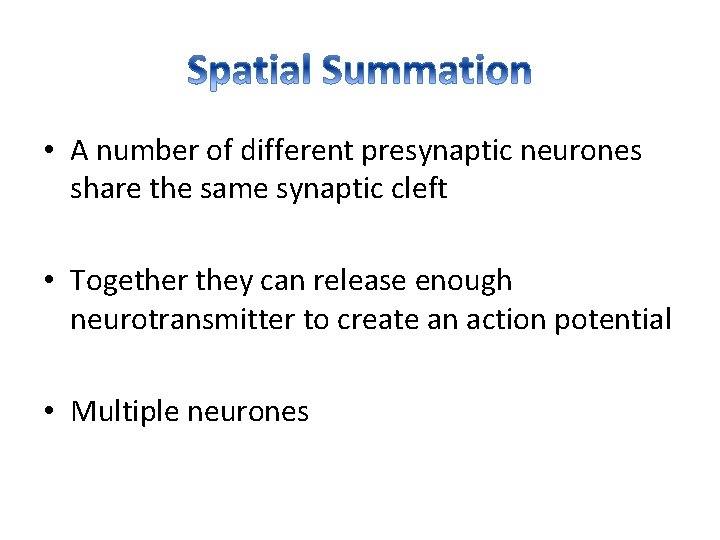  • A number of different presynaptic neurones share the same synaptic cleft •