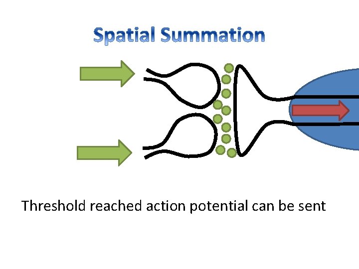 Threshold reached action potential can be sent 