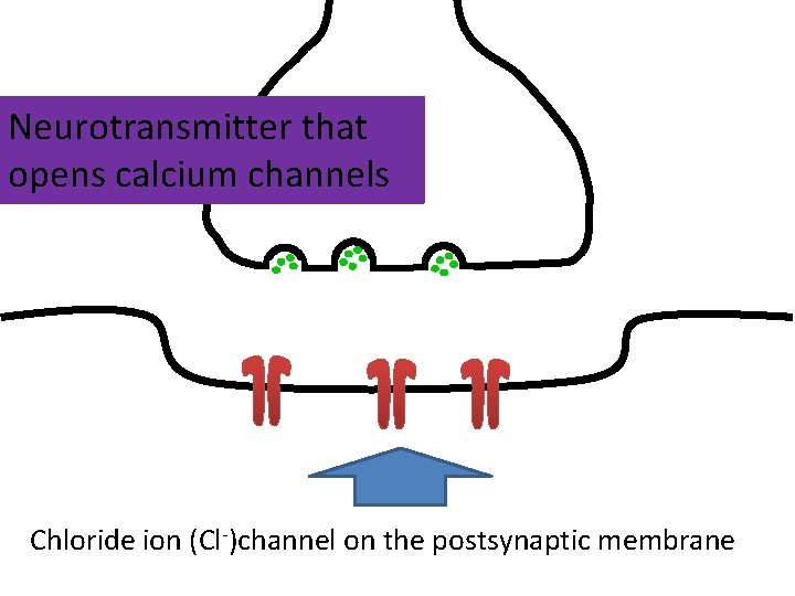 Neurotransmitter that opens calcium channels Chloride ion (Cl-)channel on the postsynaptic membrane 