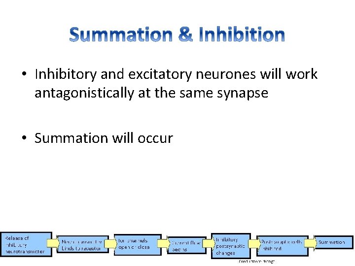  • Inhibitory and excitatory neurones will work antagonistically at the same synapse •