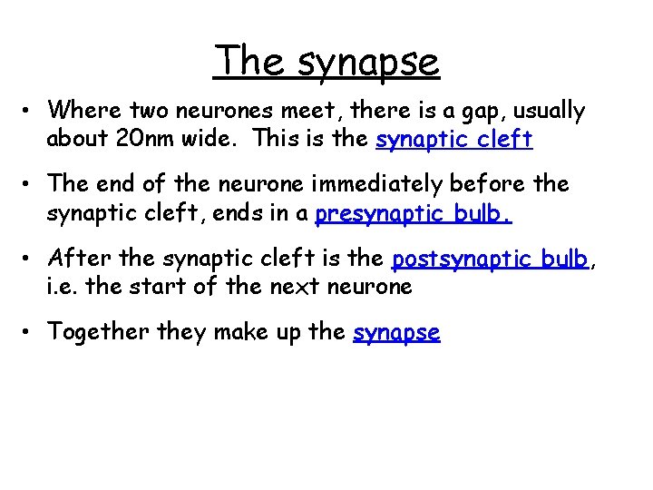 The synapse • Where two neurones meet, there is a gap, usually about 20