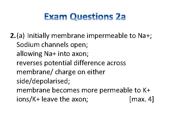2. (a) Initially membrane impermeable to Na+; Sodium channels open; allowing Na+ into axon;