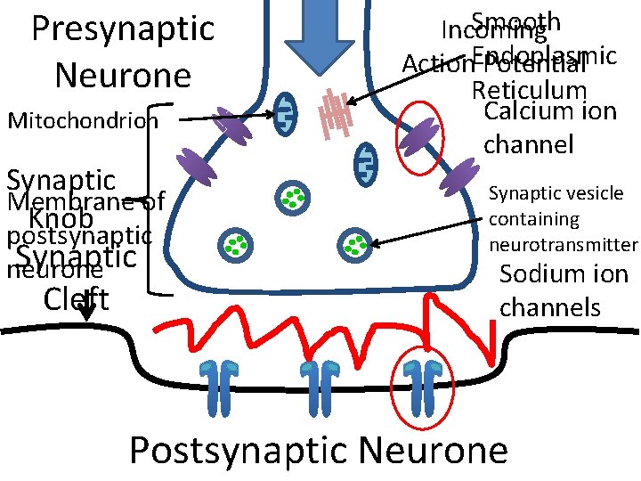 Presynaptic Neurone Mitochondrion Synaptic Membrane of Knob postsynaptic Synaptic neurone Cleft Smooth Incoming Action.