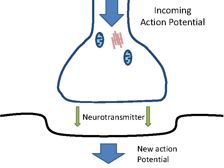 Incoming Action Potential Neurotransmitter New action Potential 