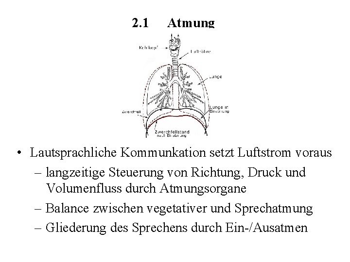 2. 1 Atmung • Lautsprachliche Kommunkation setzt Luftstrom voraus – langzeitige Steuerung von Richtung, 2. 1 Atmung • Lautsprachliche Kommunkation setzt Luftstrom voraus – langzeitige Steuerung von Richtung,