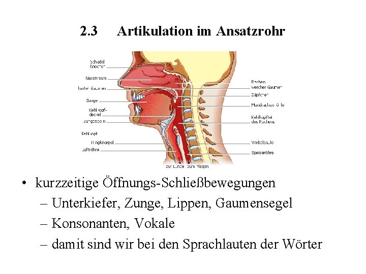 2. 3 Artikulation im Ansatzrohr • kurzzeitige Öffnungs-Schließbewegungen – Unterkiefer, Zunge, Lippen, Gaumensegel –