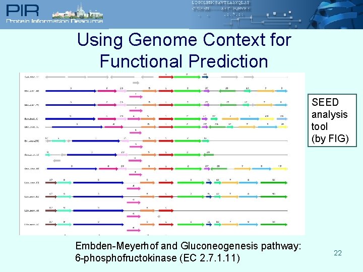 Using Genome Context for Functional Prediction SEED analysis tool (by FIG) Embden-Meyerhof and Gluconeogenesis