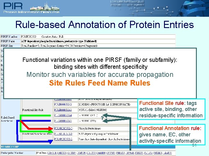 Rule-based Annotation of Protein Entries Functional variations within one PIRSF (family or subfamily): binding