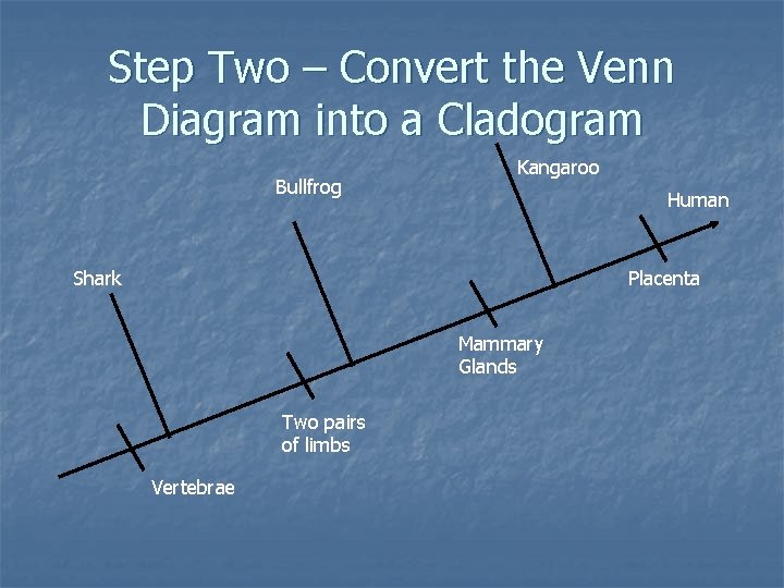 Step Two – Convert the Venn Diagram into a Cladogram Bullfrog Kangaroo Human Shark Step Two – Convert the Venn Diagram into a Cladogram Bullfrog Kangaroo Human Shark