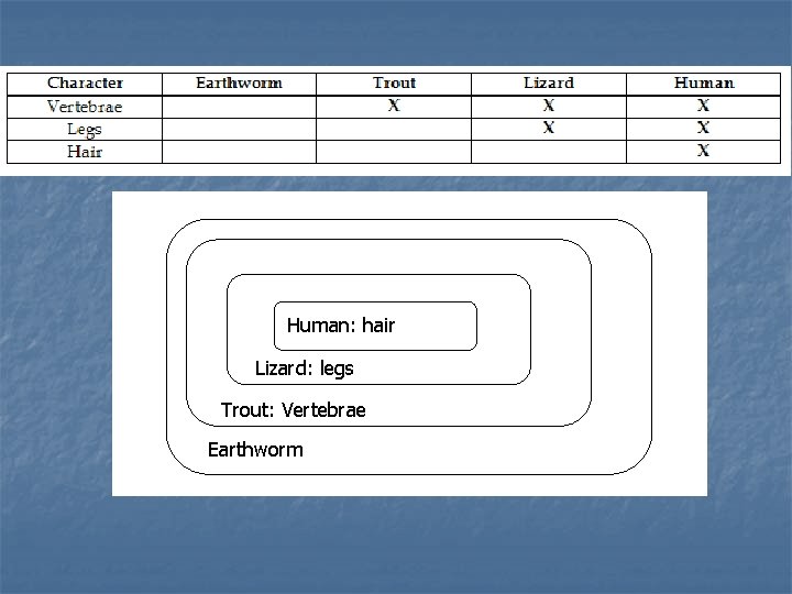 Human: hair Human Lizard: legs Trout: Vertebrae Earthworm Human: hair Human Lizard: legs Trout: Vertebrae Earthworm