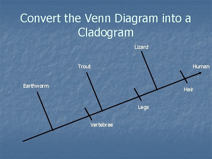 Convert the Venn Diagram into a Cladogram Lizard Trout Human Earthworm Hair Legs Vertebrae Convert the Venn Diagram into a Cladogram Lizard Trout Human Earthworm Hair Legs Vertebrae