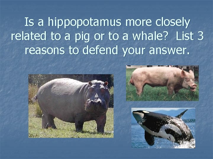 Is a hippopotamus more closely related to a pig or to a whale? List Is a hippopotamus more closely related to a pig or to a whale? List
