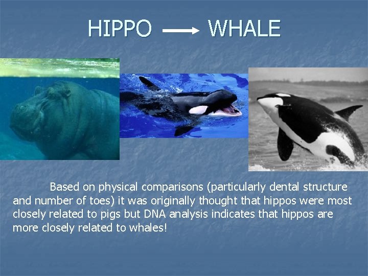 HIPPO WHALE Based on physical comparisons (particularly dental structure and number of toes) it HIPPO WHALE Based on physical comparisons (particularly dental structure and number of toes) it