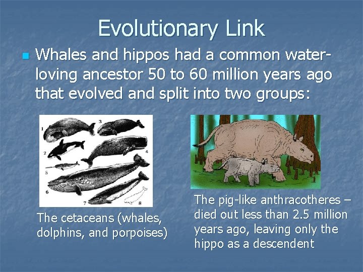 Evolutionary Link n Whales and hippos had a common waterloving ancestor 50 to 60 Evolutionary Link n Whales and hippos had a common waterloving ancestor 50 to 60