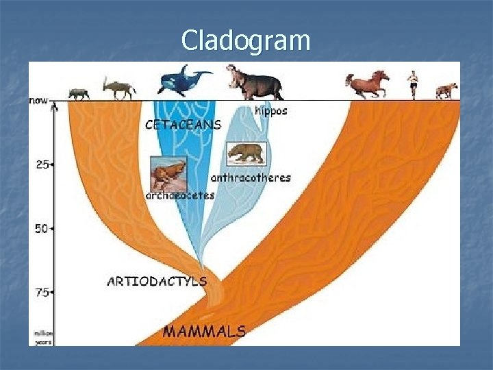 Cladogram Cladogram