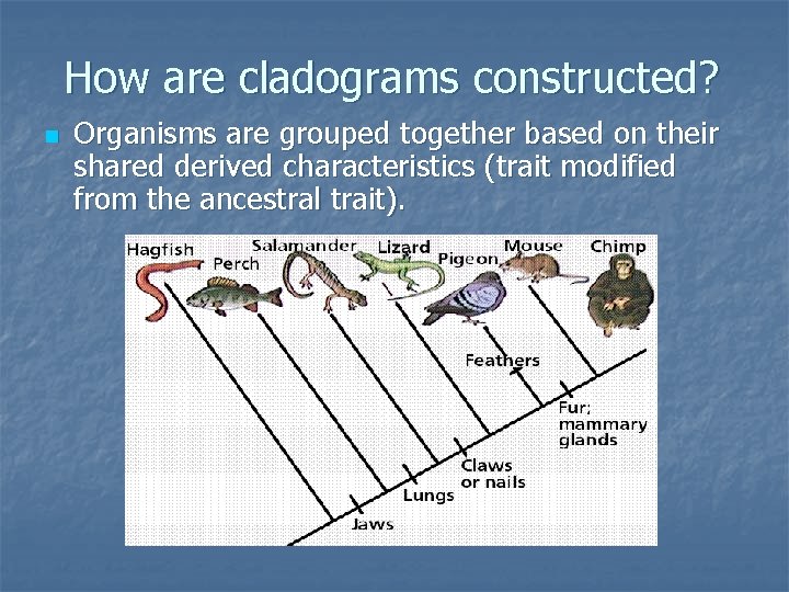 How are cladograms constructed? n Organisms are grouped together based on their shared derived How are cladograms constructed? n Organisms are grouped together based on their shared derived