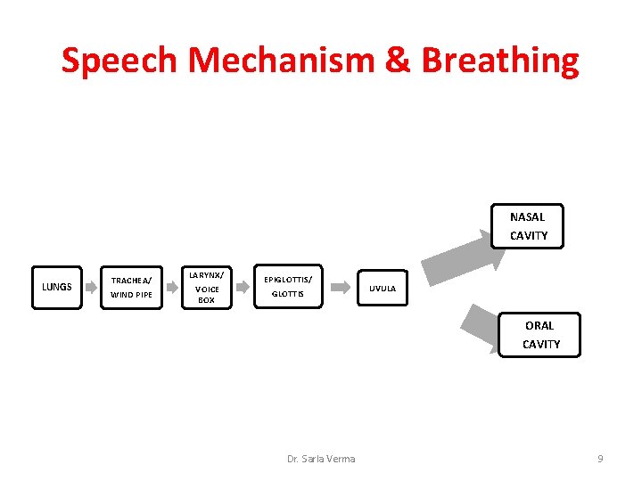 Speech Mechanism & Breathing NASAL CAVITY LUNGS TRACHEA/ WIND PIPE LARYNX/ VOICE BOX EPIGLOTTIS/ Speech Mechanism & Breathing NASAL CAVITY LUNGS TRACHEA/ WIND PIPE LARYNX/ VOICE BOX EPIGLOTTIS/