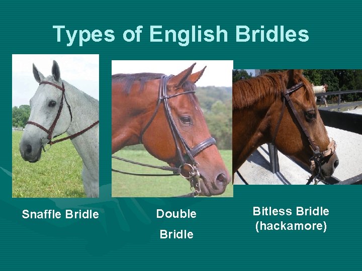 Types of English Bridles Snaffle Bridle Double Bridle Bitless Bridle (hackamore) 