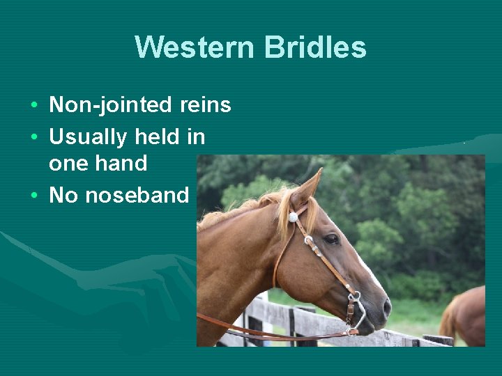 Western Bridles • Non-jointed reins • Usually held in one hand • No noseband