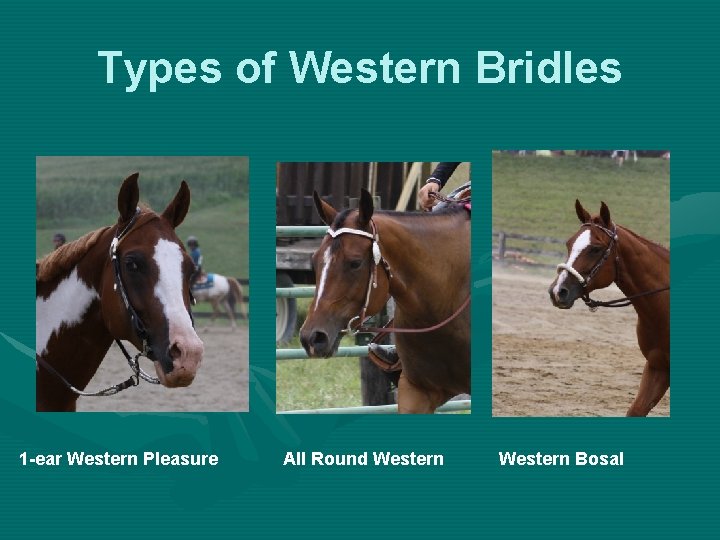 Types of Western Bridles 1 -ear Western Pleasure All Round Western Bosal 