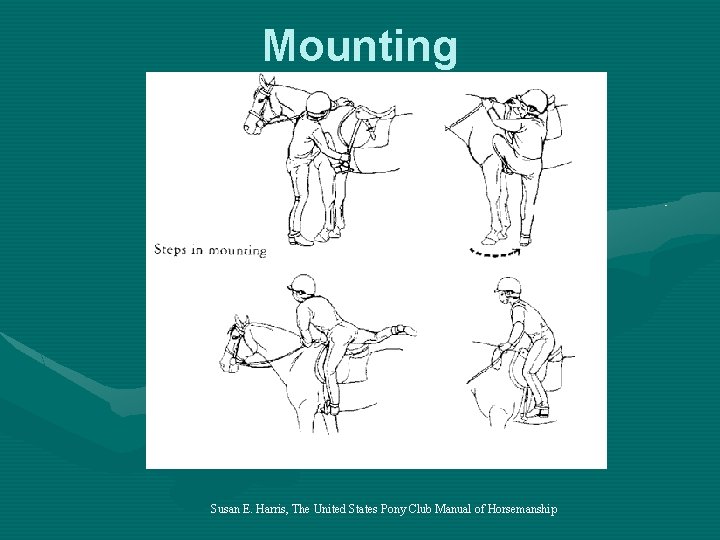 Mounting Susan E. Harris, The United States Pony Club Manual of Horsemanship 