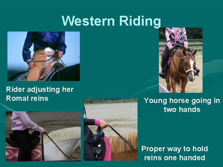 Western Riding Rider adjusting her Romal reins Young horse going in two hands Proper