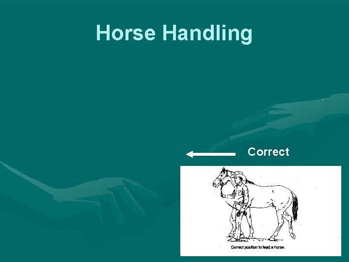 Horse Handling Correct 