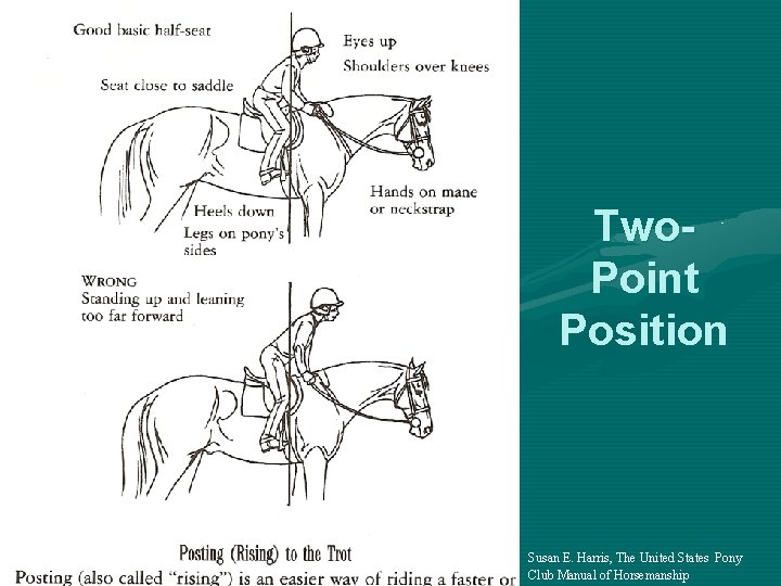 Two. Point Position Susan E. Harris, The United States Pony Club Manual of Horsemanship