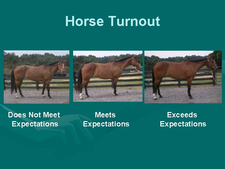 Horse Turnout Does Not Meet Expectations Meets Expectations Exceeds Expectations 