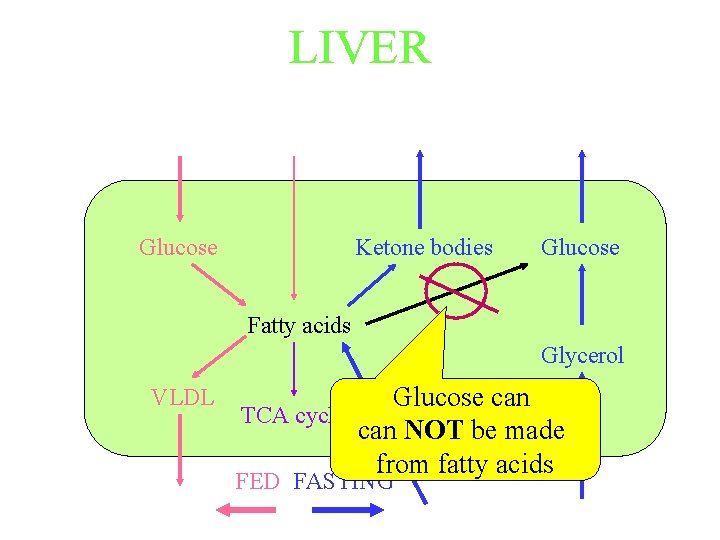 LIVER Glucose Ketone bodies Glucose Fatty acids Glycerol VLDL Glucose can TCA cycle can