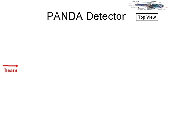 PANDA Detector beam Top View 