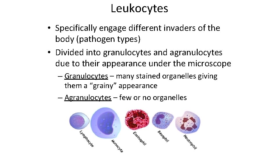 Leukocytes • Specifically engage different invaders of the body (pathogen types) • Divided into