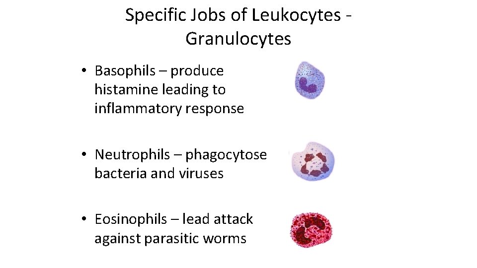 Specific Jobs of Leukocytes Granulocytes • Basophils – produce histamine leading to inflammatory response