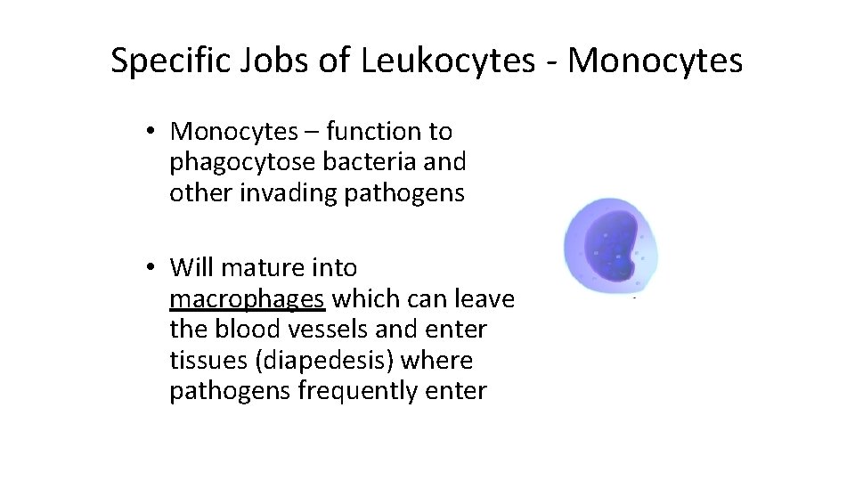 Specific Jobs of Leukocytes - Monocytes • Monocytes – function to phagocytose bacteria and