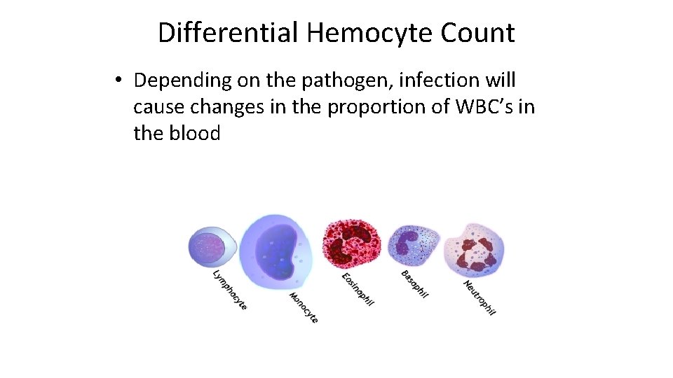 Differential Hemocyte Count • Depending on the pathogen, infection will cause changes in the