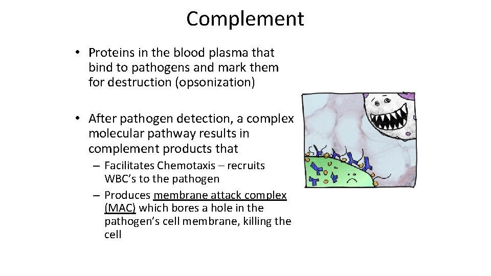 Complement • Proteins in the blood plasma that bind to pathogens and mark them