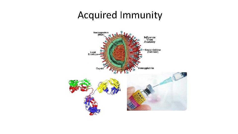 Acquired Immunity 