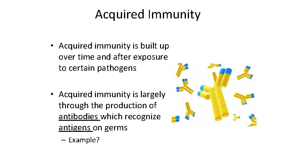 Acquired Immunity • Acquired immunity is built up over time and after exposure to