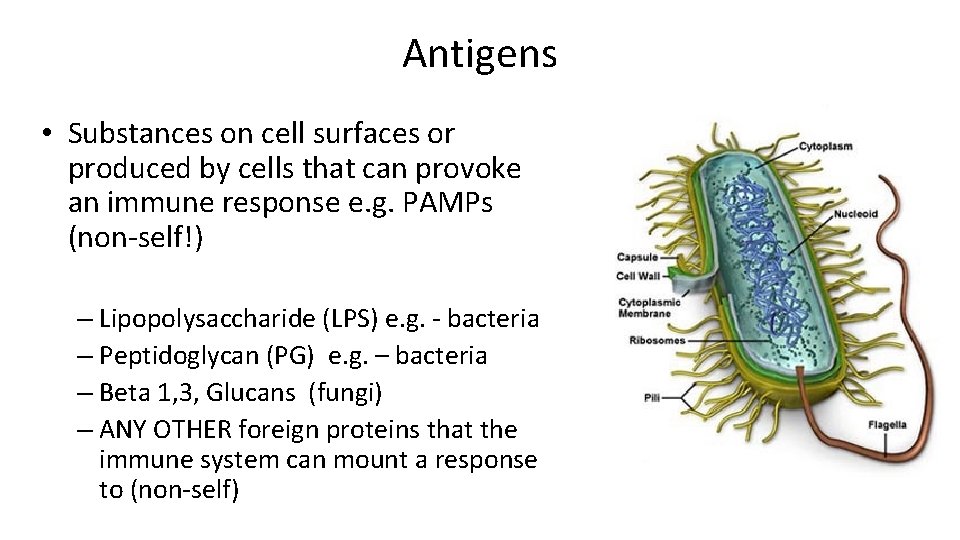 Antigens • Substances on cell surfaces or produced by cells that can provoke an