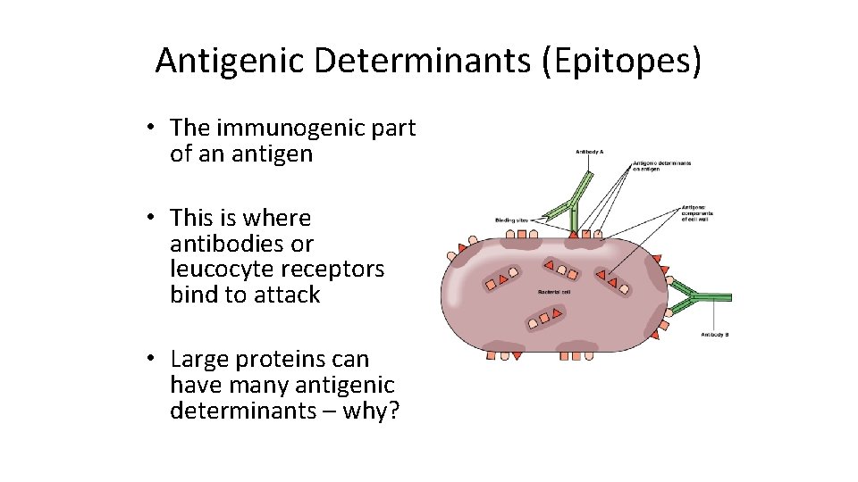 Antigenic Determinants (Epitopes) • The immunogenic part of an antigen • This is where