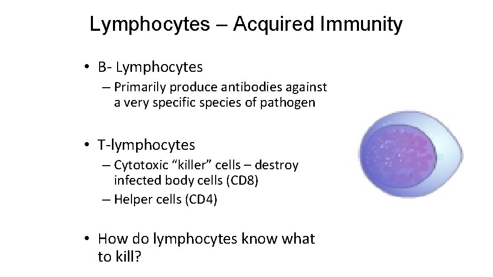 Lymphocytes – Acquired Immunity • B- Lymphocytes – Primarily produce antibodies against a very