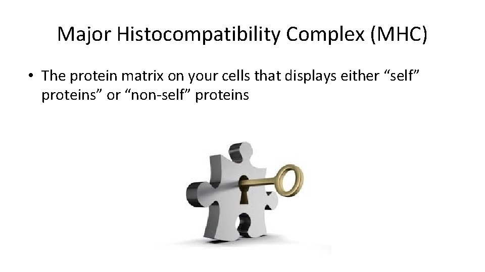 Major Histocompatibility Complex (MHC) • The protein matrix on your cells that displays either