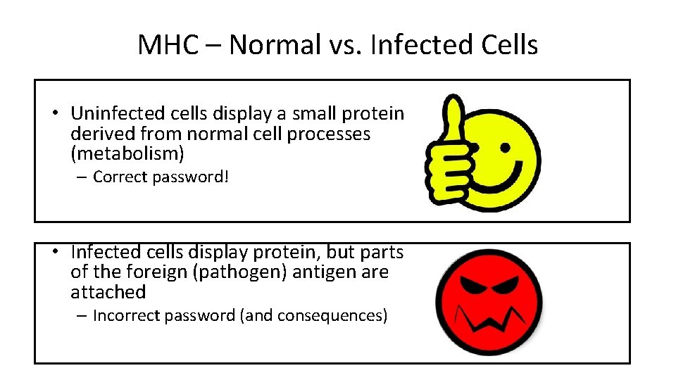 MHC – Normal vs. Infected Cells • Uninfected cells display a small protein derived