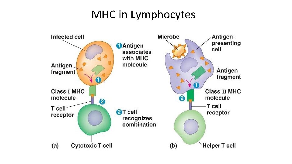 MHC in Lymphocytes 